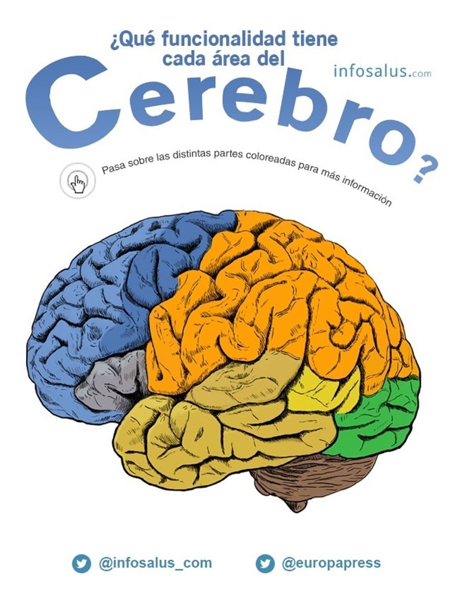 infosalus_com's tweet photo. 5 curiosidades del cerebro https://t.co/l4AhbQYuzv Con #infografía interactiva https://t.co/voWKOVg2LW