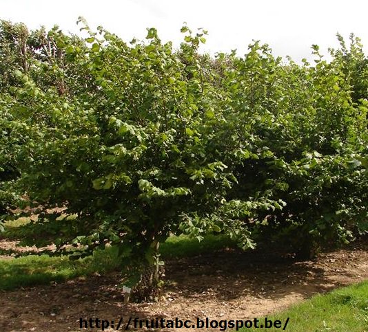 gdekinder's tweet photo. @Fruitteeltkrant Voor thuisverkoop en de "zelfpluktuinen van fruit" zeker interessant @OBio_Berries #notenteelt https://t.co/XL4ypHjbTN