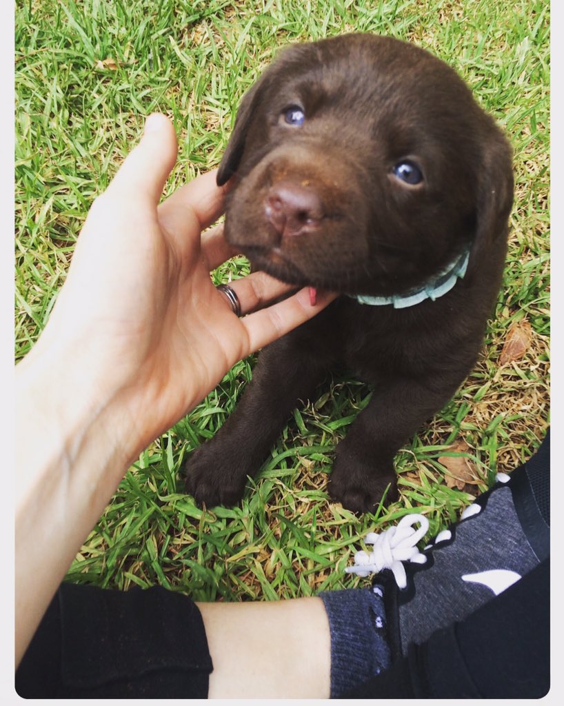 Ms_MelRob's tweet photo. Um excuse me, hello, am I not the cutest thing you have ever seen?! https://t.co/sQD2p9KOJe
