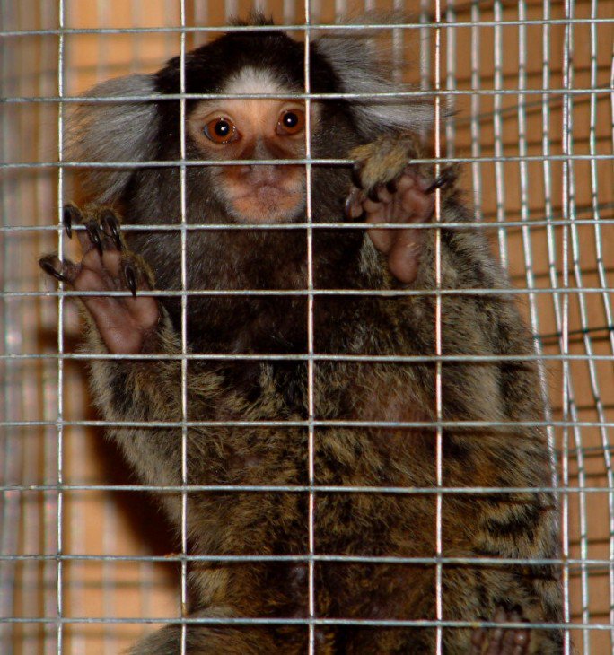 Greens4Animals's tweet photo. #Marmosets are intelligent social primates that live in family groups https://t.co/ZHVP54aBa8 via @wildfutures https://t.co/P8G8X5DIs1