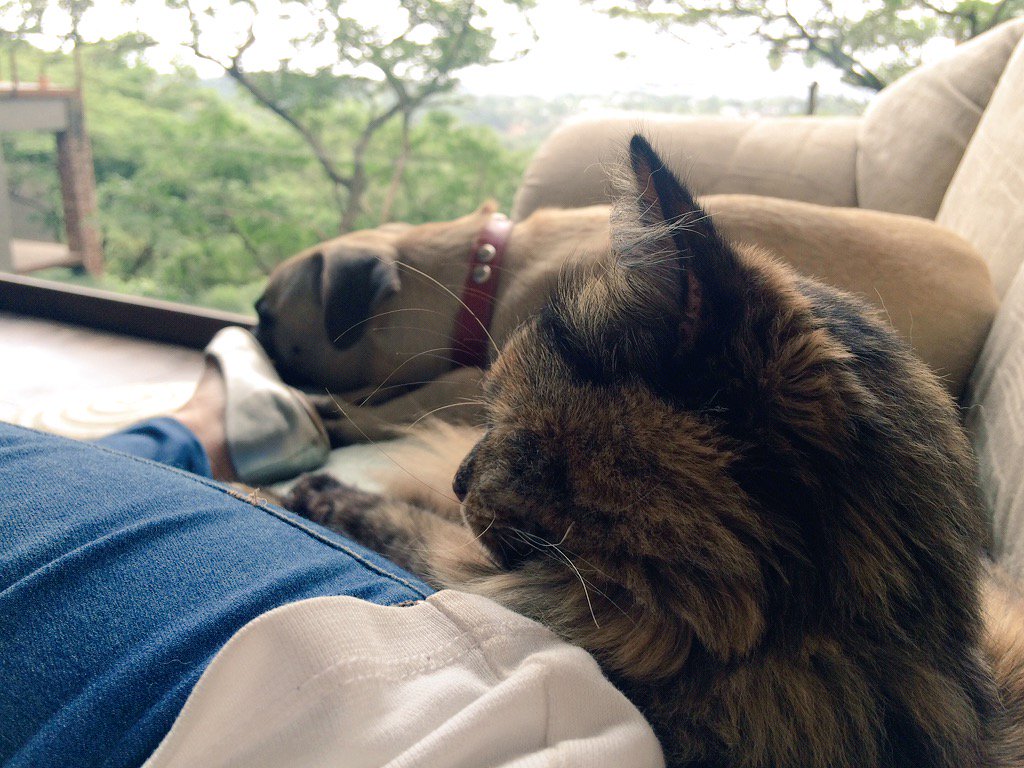 Chells88's tweet photo. The best company to have while working through reports.. https://t.co/nu32nKU2vL