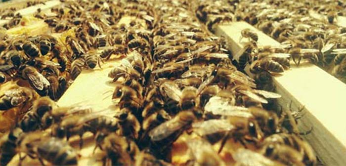 beeTIME_eu tweet picture