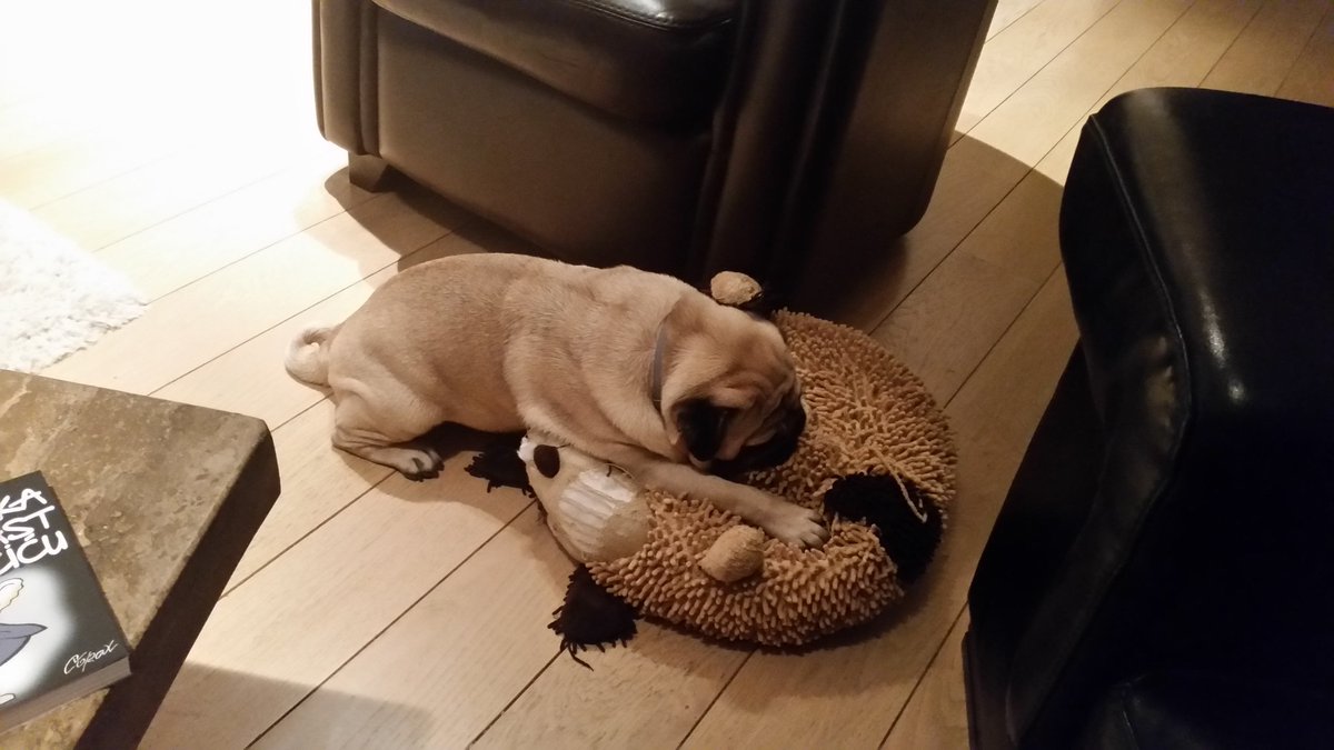 micin_taja's tweet image. Obezbeđuju džukele toliko da ne možemo da šetamo kejom.
I sad kuca džonja u stanu! #stit