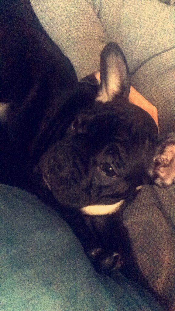 alicee_ox's tweet photo. Had to get out if bed to meet this little pup 🐶💞 https://t.co/vieYds0hWL