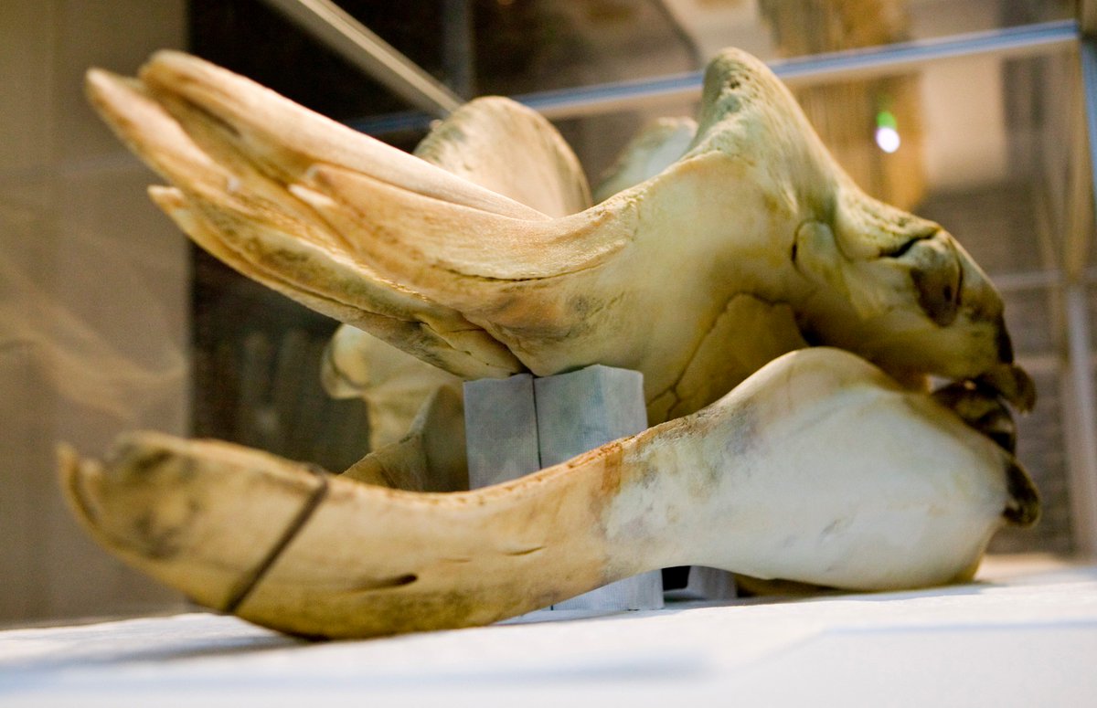 Camilla Tham (@camillalt8) on Twitter photo How do you go about dissecting a whale washed up the Thames? Find out in <a href="/NHM_London/">Natural History Museum</a> today! ow.ly/UUShy How do you go about dissecting a whale washed up the Thames? Find out in <a href="/NHM_London/">Natural History Museum</a> today! ow.ly/UUShy