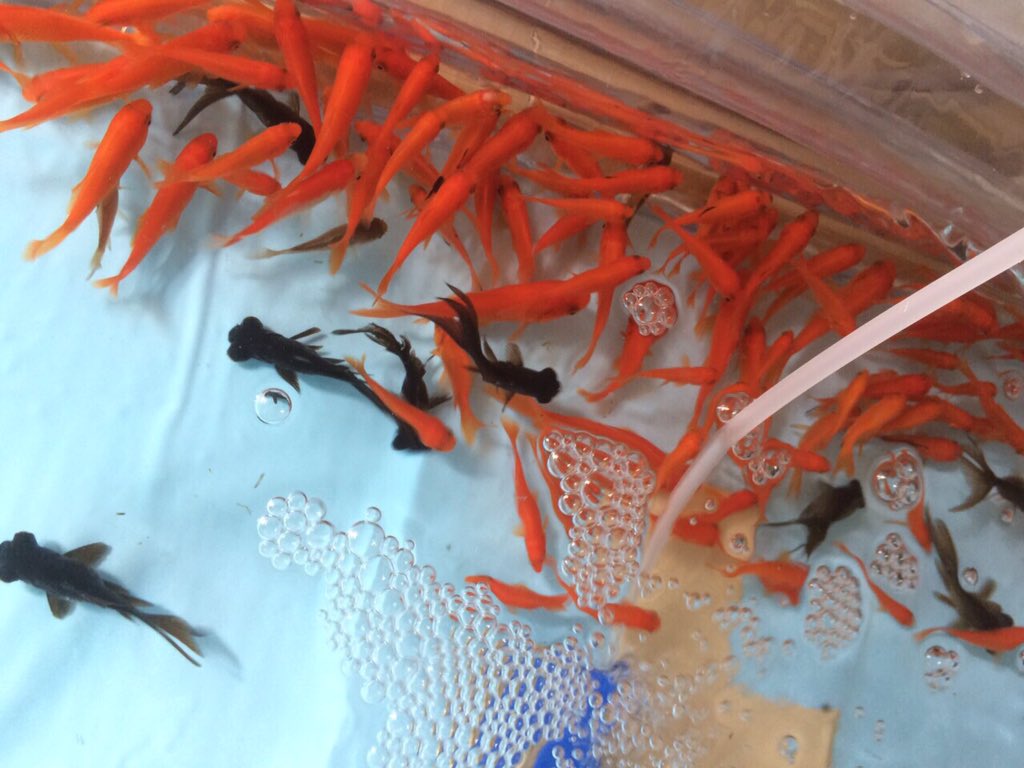 宮木 敦史 明日は南工祭なんでみんなきてね ｃ2はおでんと金魚すくい おでんもうまいし金魚すくいはやるだけでも楽しいと思うんでみんなきてね あと高級金魚 午後1時より放流するのでぜひチャレンジを T Co Hbzbzu8c3y Twitter