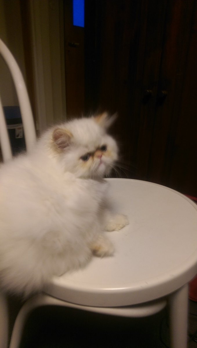 solox99's tweet image. Sweetheart Zing-Zing Born to Make Trouble &amp;lt;3