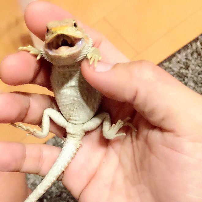 LINE公式Blog更新しました〜 紅音ほたる オフィシャルブログ : チミは&hellip; https://t.co/bSQcVzieGO https://t.co/CiND6FAAKm