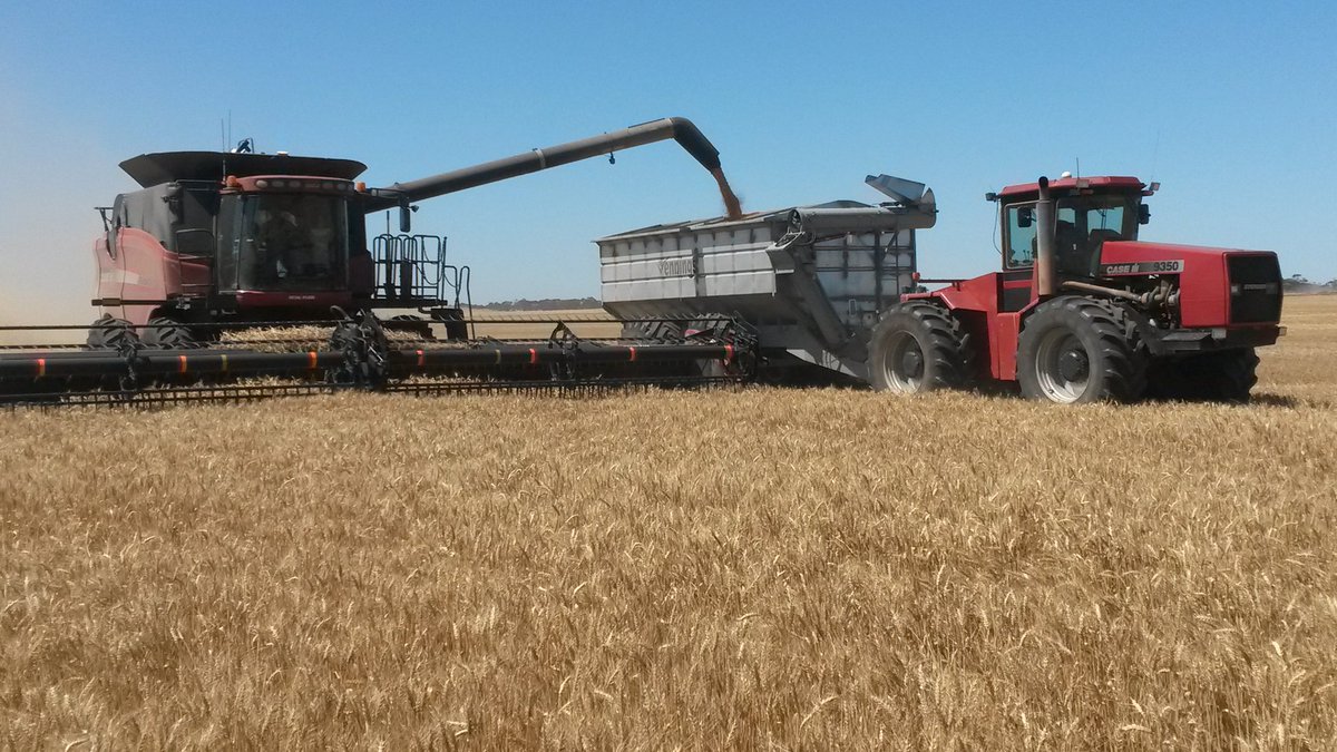 katcaringa78's tweet image. Harvesting wheat today #harvest15  #pinnaroo