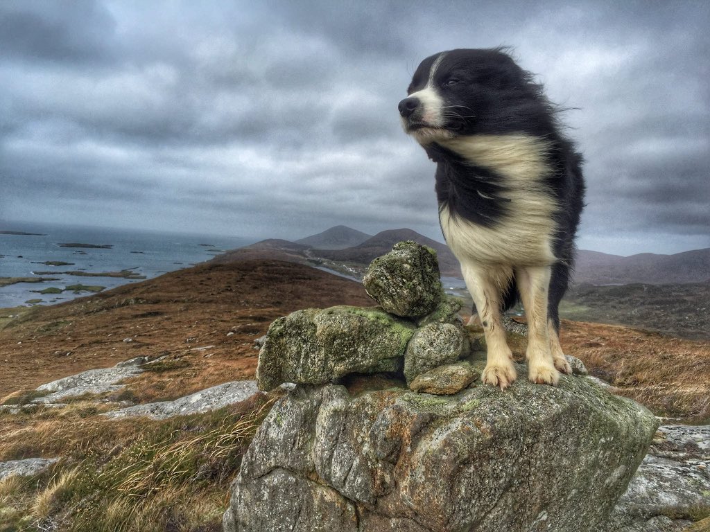 Another bad hair day in Harris, Outer Hebrides, Scotland. Great pic by Alison O'Neil #DogsLife