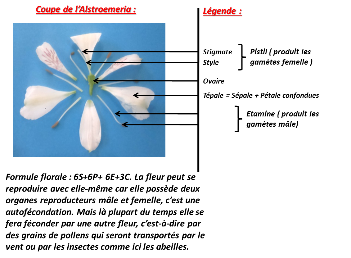 Entropia_SV's tweet photo. #TSfleurfruit2015 #floraTS2015 @thvyng   Voir explication sur l'image https://t.co/PODHMxKcN1