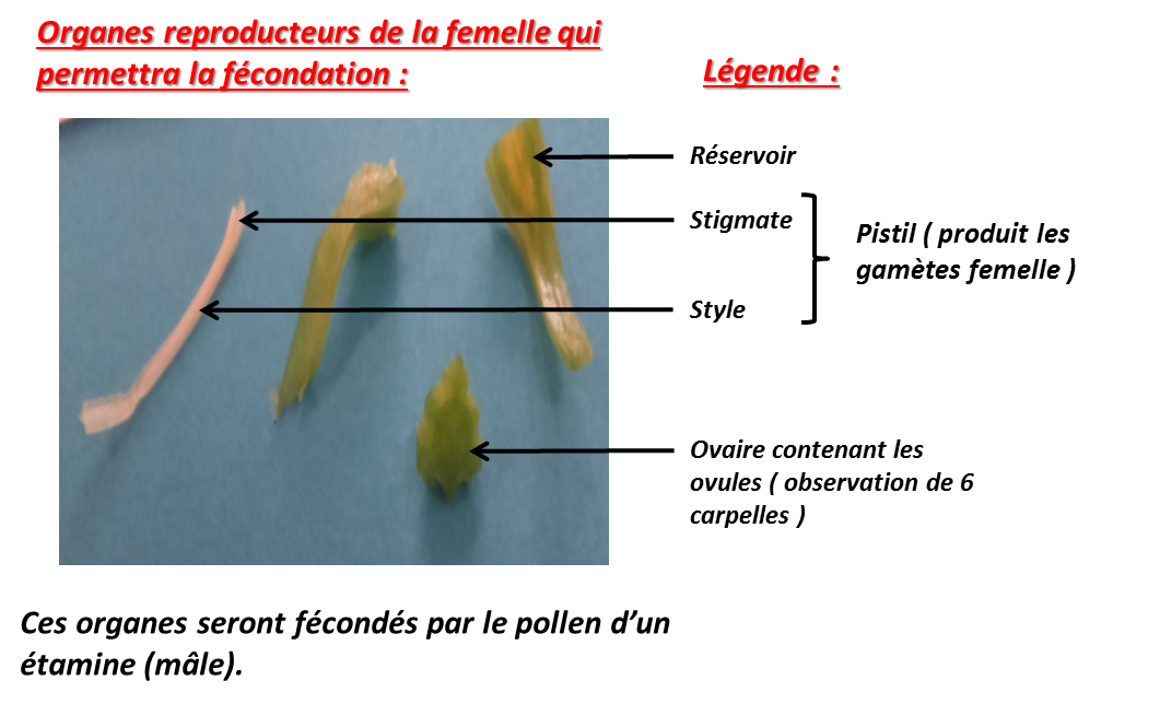 Entropia_SV's tweet photo. #TSfleurfruit2015 #floraTS2015 @thvyng https://t.co/jng8Z1LPXa