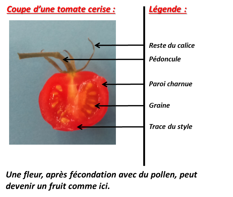Entropia_SV's tweet photo. #TSfleurfruit2015 #floraTS2015 @thvyng https://t.co/5E7CC892Zj