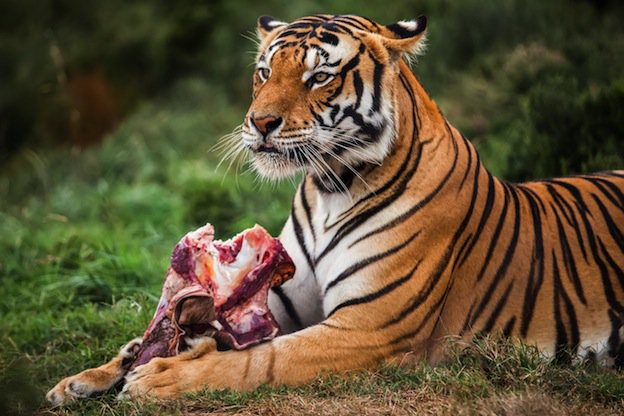 TadobaResort's tweet photo. #Tigers consume abt 100 pounds in night &amp; are #powerful enough to stayactive without #meals. https://t.co/9JvMnb7vsA https://t.co/SOWB8QgbX0