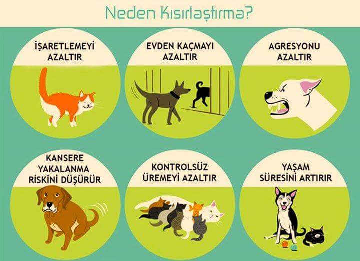 Neden kisirlastirma?