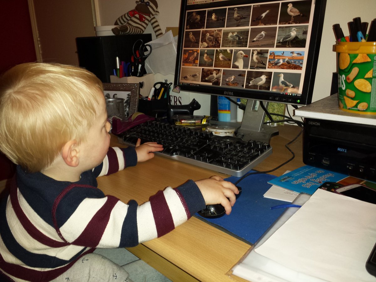 krisgillam1's tweet photo. 15 months old and already sorting his cachinnans from his barabensis. Look out Garner! #cachfall https://t.co/Apy66hu89S