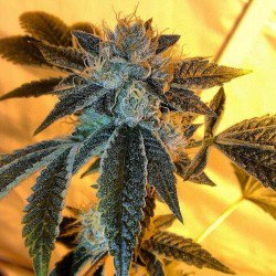MedVines's tweet photo. 25%OFF #Hellz #OG at @Chronorado_Den w/ https://t.co/SXwx0C6BNC Discount Card! Try your 1st Month FREE w/Promo 8111 https://t.co/3PlByX1zZ0