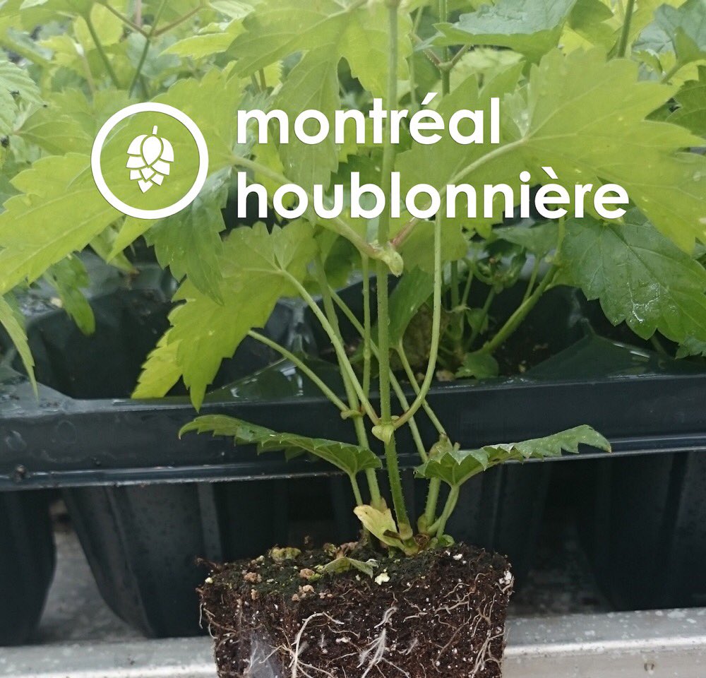 MTLhoublonniere's tweet photo. Vente de plants de houblon pour le printemps 2016 en cours!

https://t.co/Lwo43UyIhP

#montreal #hops #houblon #beer https://t.co/85r55WvHd2