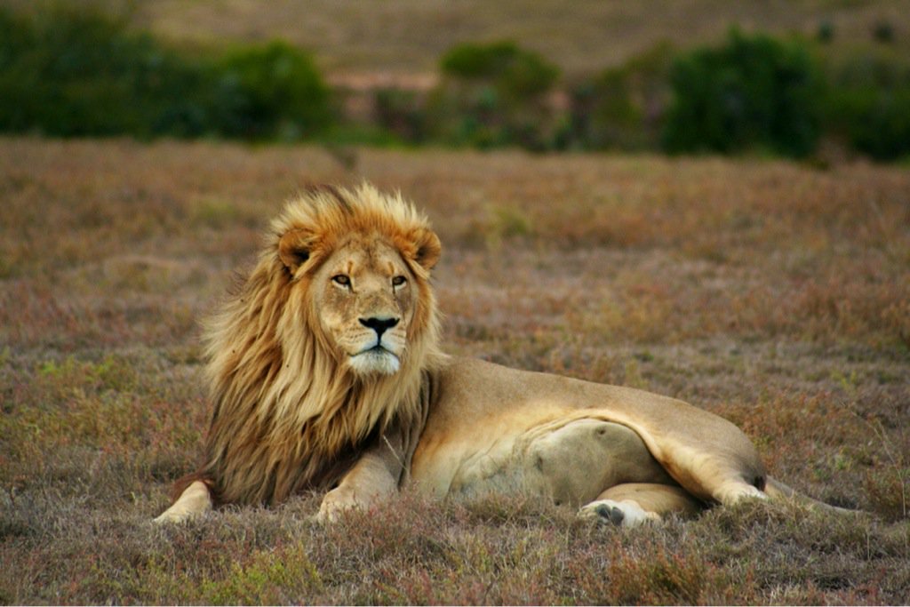 'The Other Cecils: The Unnamed Victims of Poaching &amp; Trophy Hunting' More: onegreenplanet.org/animalsandnatu… #EndTrophyHunting