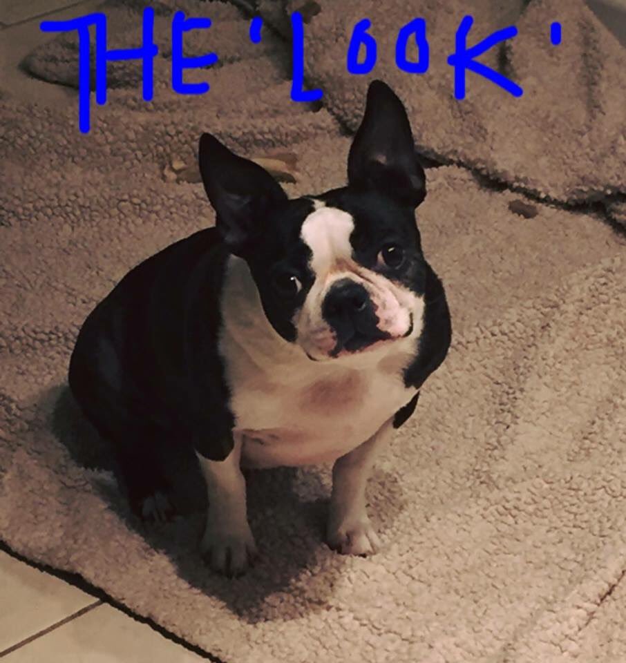 banditchicago's tweet photo. Well snow has hit #chicago and his is how I feel about wearing a doggy coat #notaboutit #hatesclothes #andsnow https://t.co/SxvE8fFcD9
