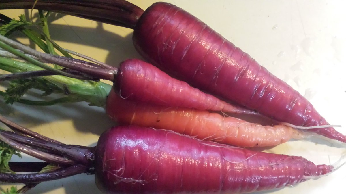 BlkHippieBiker's tweet photo. Uh...so... I forgot these were still outside lol
But they're ok😊
#PurpleCarrots #HeirloomSeeds #RedCarrots https://t.co/D8BwAlCbNG