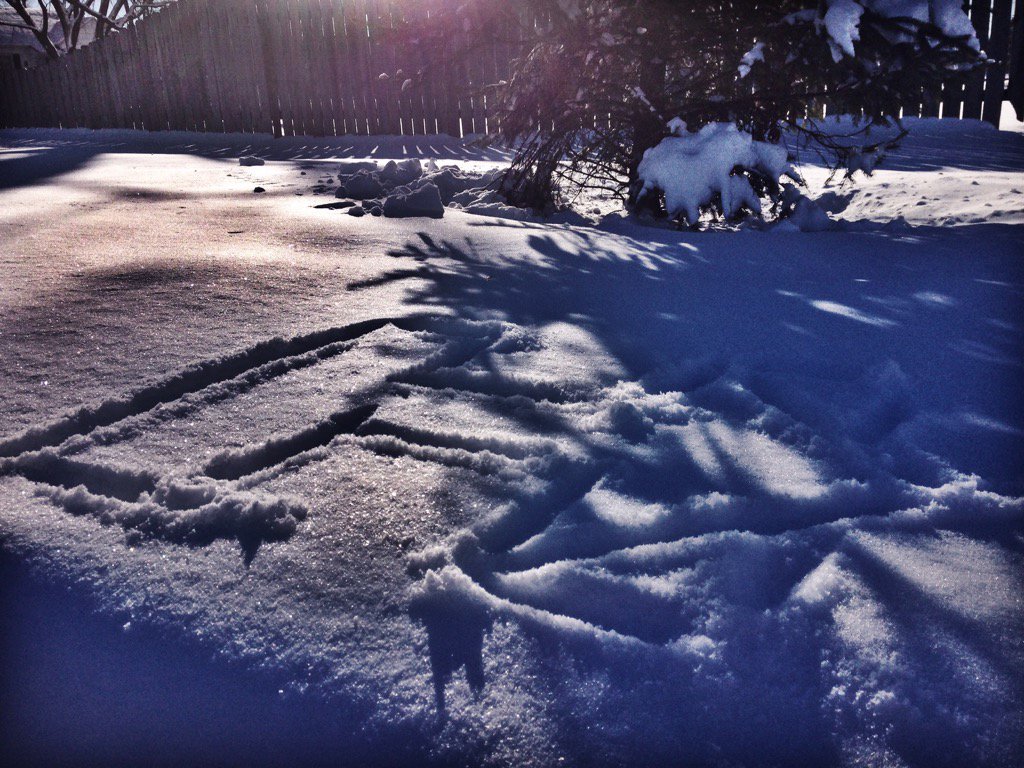 EmiliePollack's tweet photo. Fresh snow in the morning, perfect canvass for my #HintheWild @HillaryforIA https://t.co/tXY9epmH8V