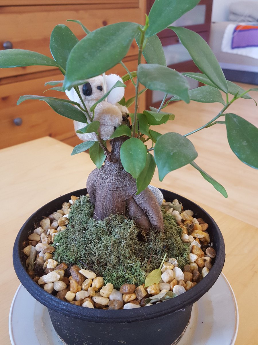 @SpottheKoala enjoying the freedom to enjoy more than eucalyptus in NYC. @UQNorthAmerica #lostherflag