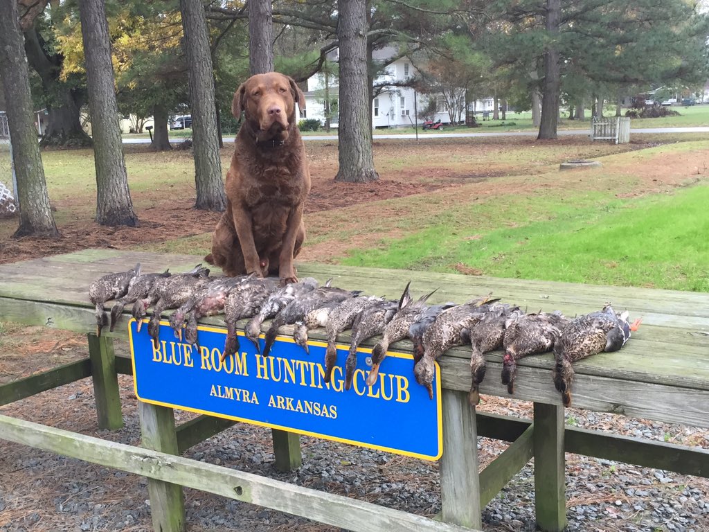 WesBottom's tweet image. First duck hunt and he did pretty good job. #BRHC