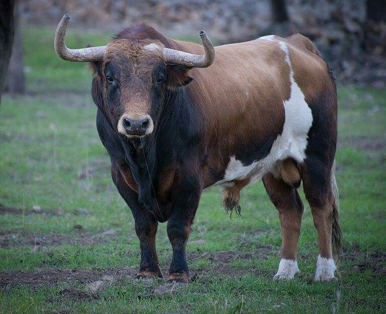 TauromaquiaTol's tweet photo. Camada de toros para la temporada 2016 de la ganadería de Alcurrucen (encaste Alcurrucen)
Fotos: José María Moreno. https://t.co/6dZBV0m63h