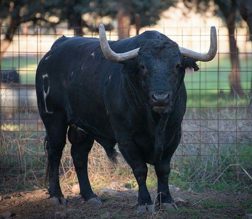 TauromaquiaTol's tweet photo. Camada de toros para la temporada 2016 de la ganadería de Alcurrucen (encaste Alcurrucen)
Fotos: José María Moreno. https://t.co/6dZBV0m63h