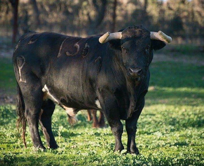 TauromaquiaTol's tweet photo. Camada de toros para la temporada 2016 de la ganadería de Alcurrucen (encaste Alcurrucen)
Fotos: José María Moreno. https://t.co/6dZBV0m63h