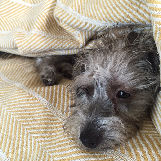 I live for the simple pleasures...like my puppy preferring to go to the bathroom outside rather than<a href="/tag/mvsales"class="tags"><span>#mvsales</span></a>