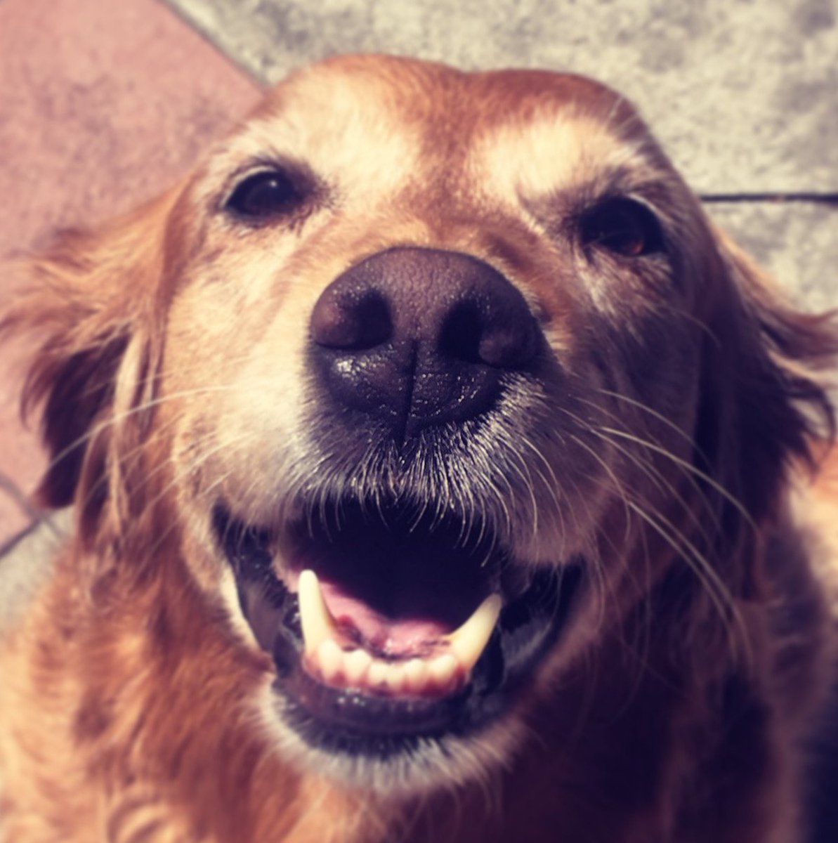 PheebsPups's tweet photo. Look at this PUPPY FACE. https://t.co/HpIPX9mQhj