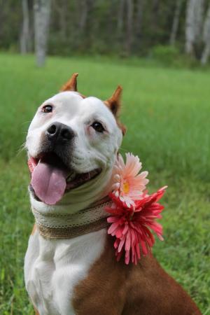 RuffLoveShop's tweet photo. #AdoptDontShop #Dog #Tampa Cali is a pocket pit 45 lbs. spayed &amp; microchipped. https://t.co/UWWiyoDXQU https://t.co/F1WyYG0FCN