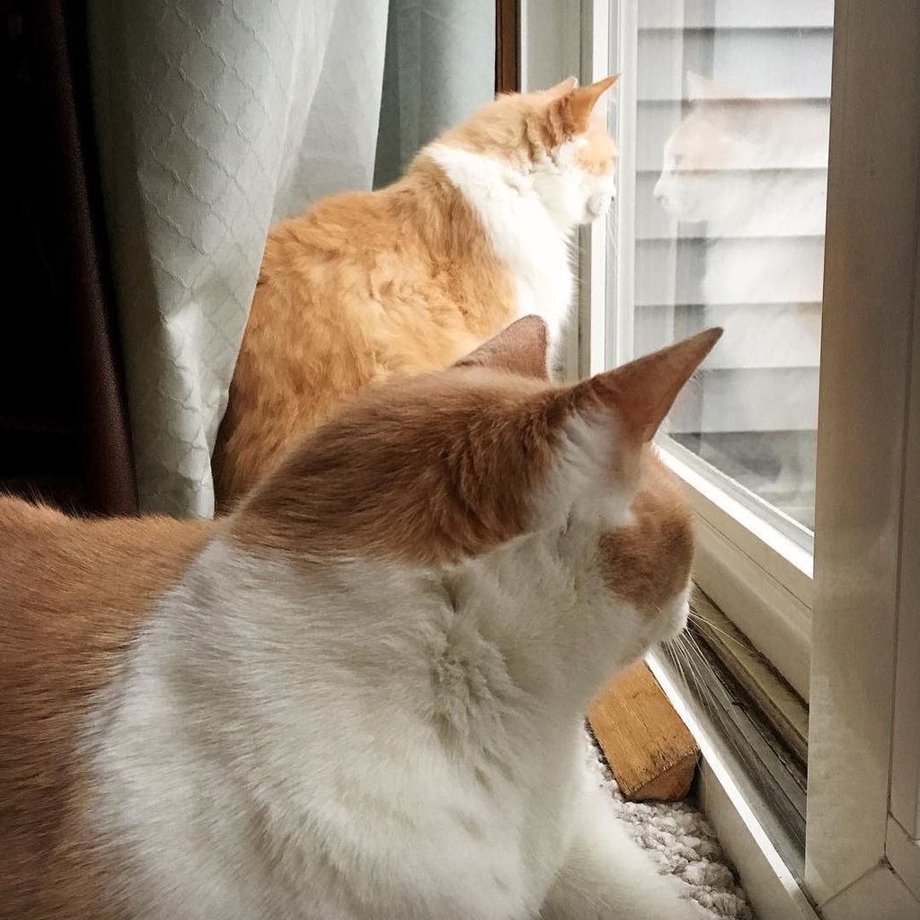 Cats watching the first big snow! #firstsnow #winter #magical #catsofinstagram #caturday #… ift.tt/1lbcK5w