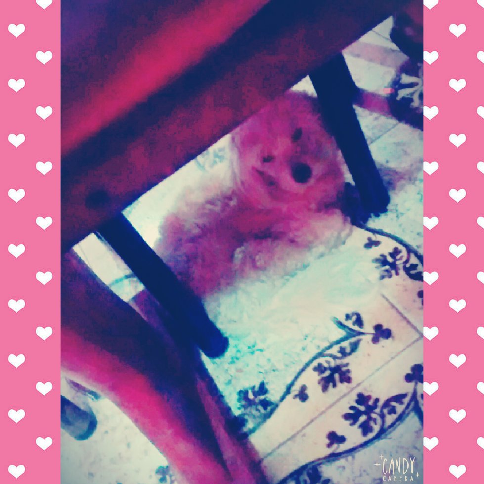floorflores7's tweet photo. Mii hermosa cindi 😍 https://t.co/N5gSAYxxSl