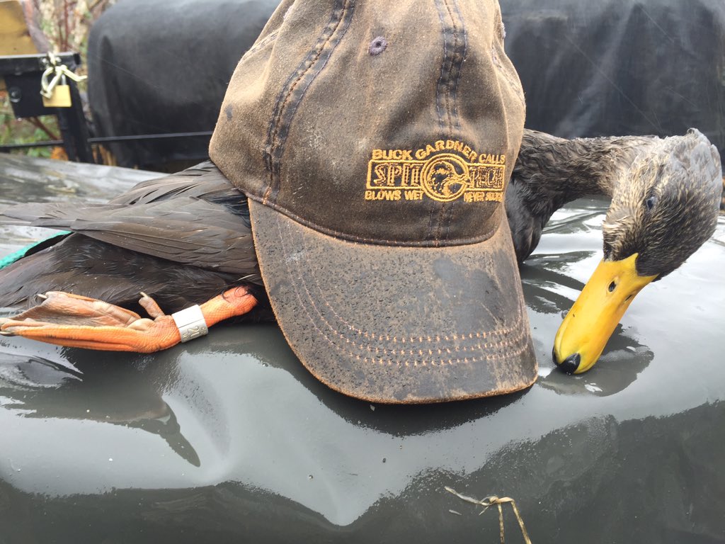 wingmanboats's tweet photo. @BGCalls @BandedBrands @MojoOutdoorsTV @ChadBelding #delta @hevishot @Beretta_USA #bandedpond @HESHoutdoors https://t.co/lpxCxAAlIz