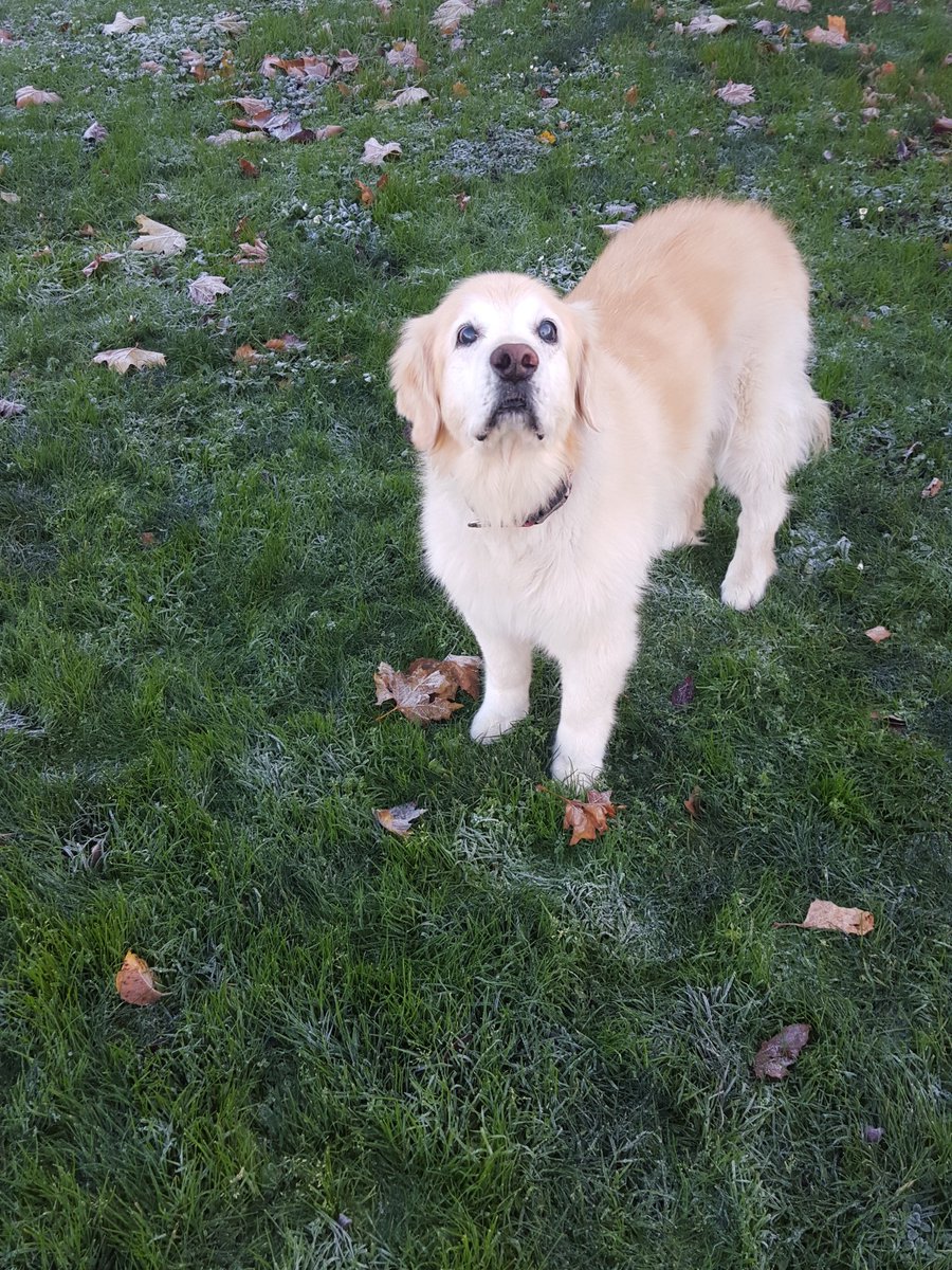 cougsgo's tweet photo. Even though Willie can't see anymore, doesn't mean he won't stop sniffing and exploring. #GettinThroughIt #GoCougs https://t.co/epBEmXNGSa