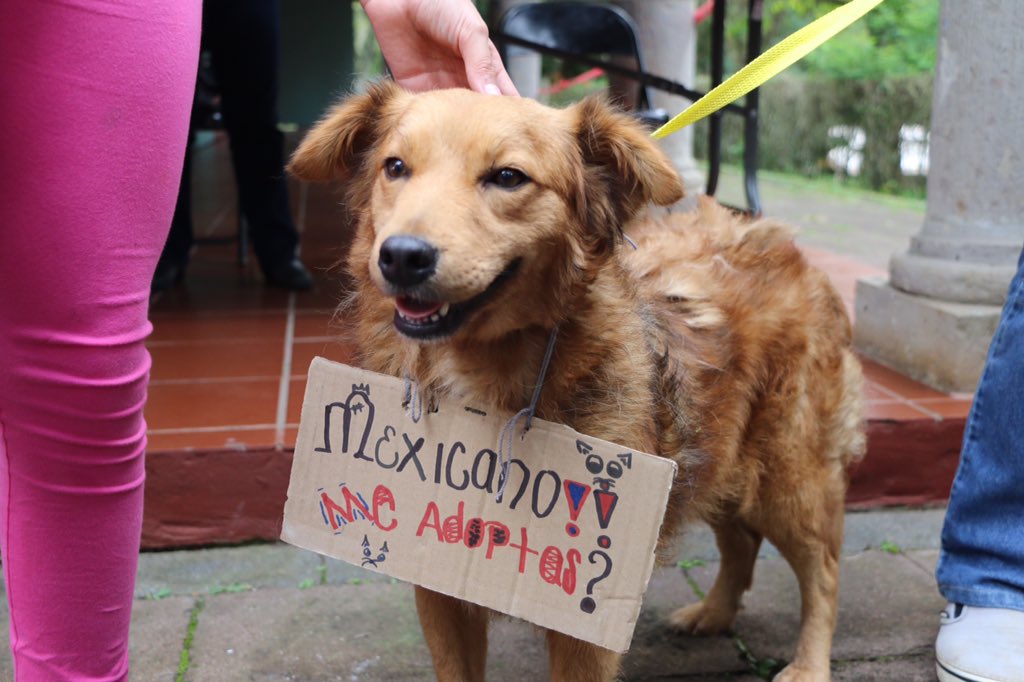 SECVERoficial's tweet photo. Pasarela de adopción de mascotas en el 3er Festival Soñar con Árboles en el @JEX_IVEC #Xalapa #CulturaDeAdopción https://t.co/yFch5Bf1NZ