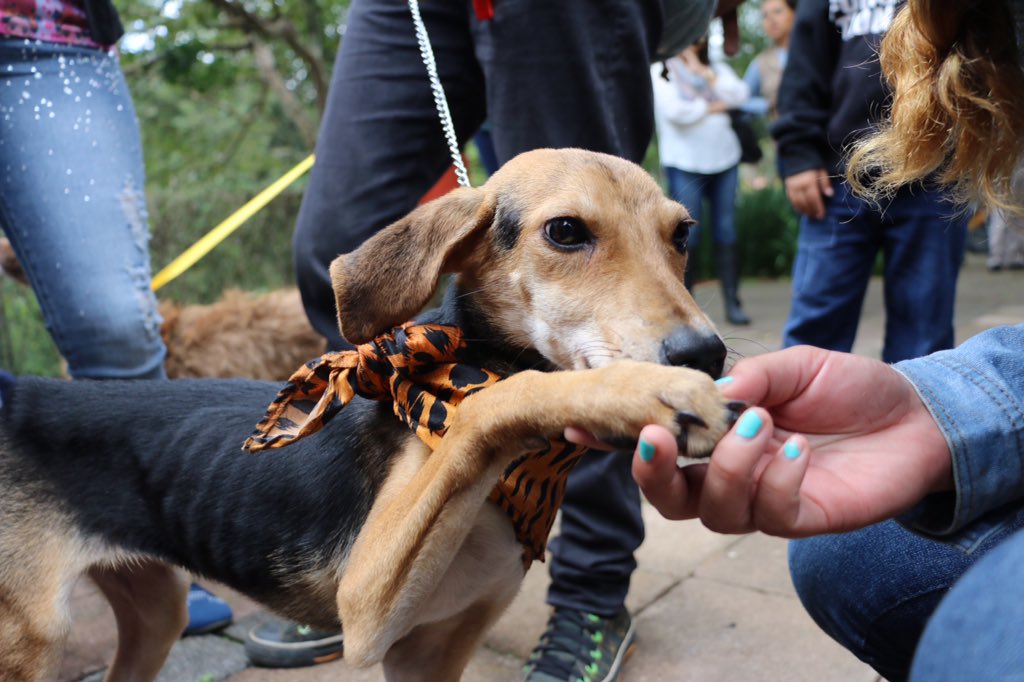 SECVERoficial's tweet photo. Pasarela de adopción de mascotas en el 3er Festival Soñar con Árboles en el @JEX_IVEC #Xalapa #CulturaDeAdopción https://t.co/yFch5Bf1NZ