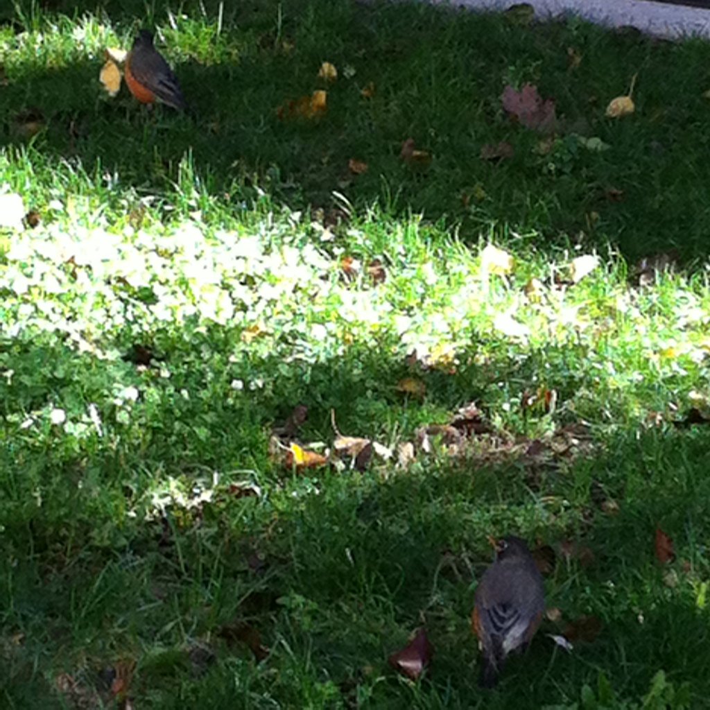 longhandnotes's tweet image. If robins seek shade
I can&apos;t tell, though both robins
That I saw, chose shade

#haiku #ChillingOut #SmallSample