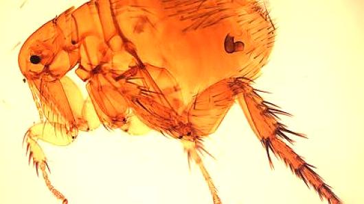 CNBC's tweet image. A teenaged girl in Oregon has been diagnosed with the bubonic plague: cnb.cx/1WoOF6U