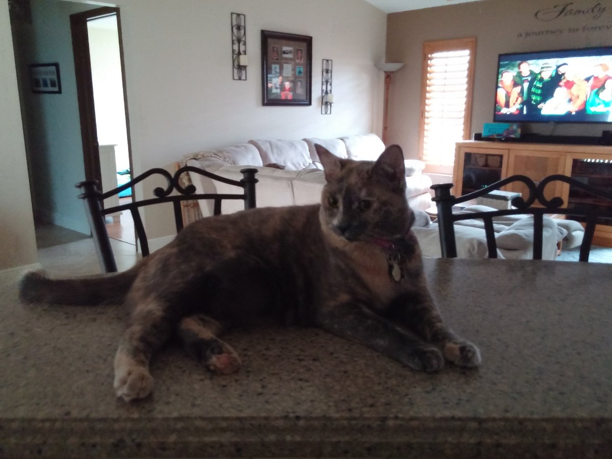 jennylukas45's tweet photo. Being spoiled at Grandmas
@CaliTheCat667 @Melinda_Lukas https://t.co/pnY7CoHf8I