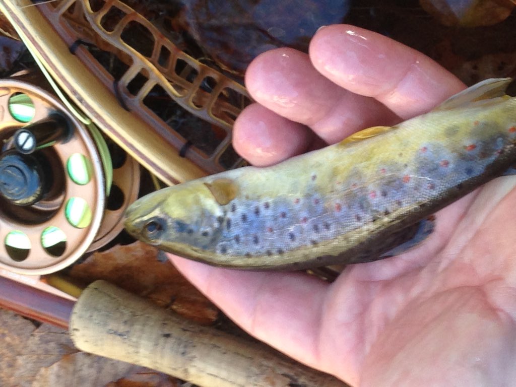 chickenchucker1's tweet photo. #wildbrowntrout #rossreels #spectator #njflyfishing # https://t.co/e350m5YCnP