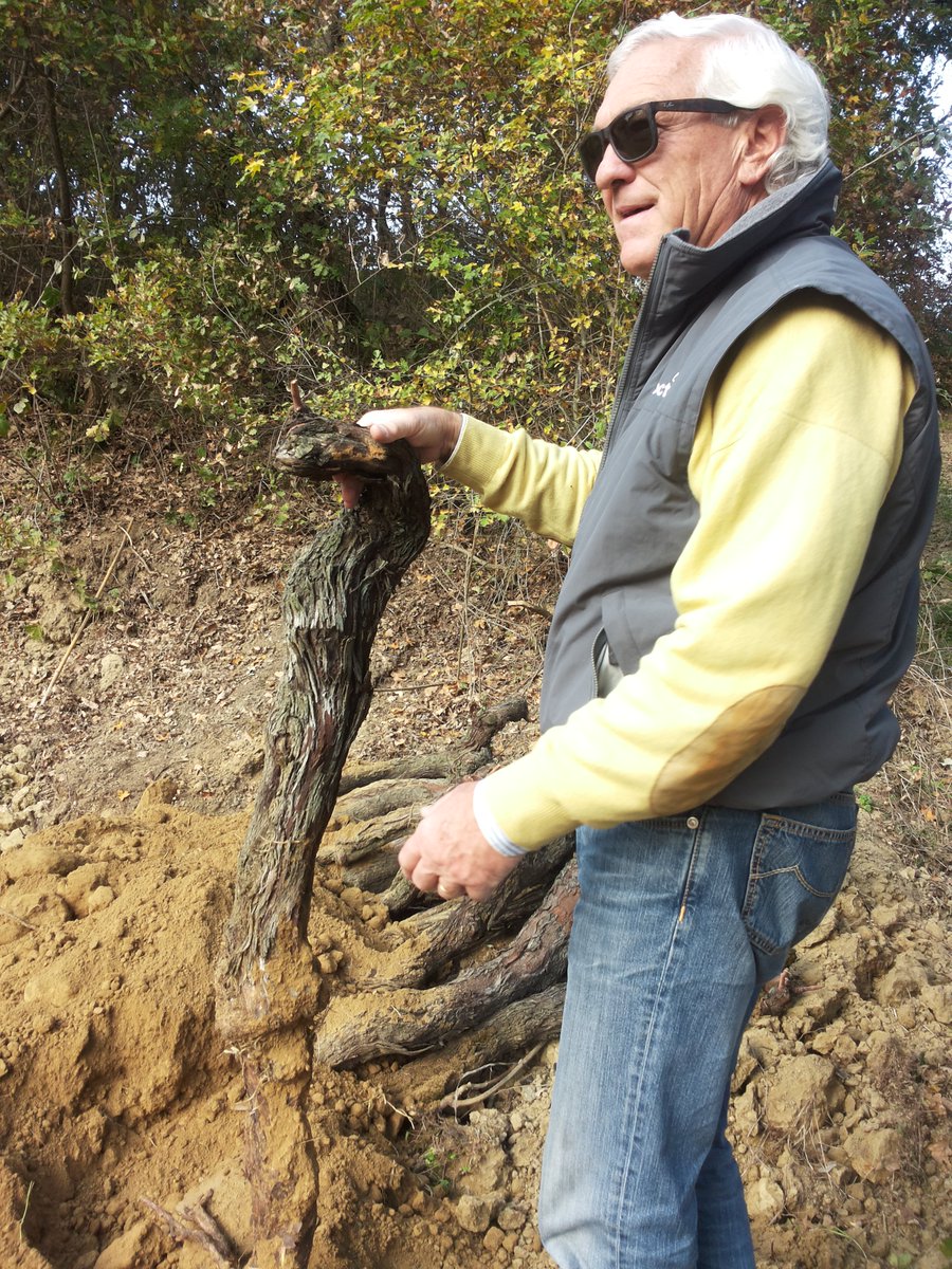 LuciaBigozzi's tweet photo. Nel cuore del Chianti 130 “sentinelle” di Colorino:classe 1966 https://t.co/QggpCijCtD @news_donatella @cortonawine https://t.co/edq1afinjz