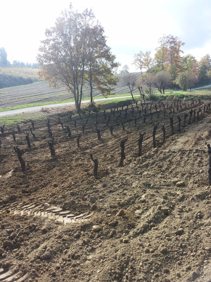 LuciaBigozzi's tweet photo. In the heart of Chianti, 130 "sentinels" of Colorino: born in 1966 https://t.co/QggpCijCtD @winewankers  #winelover https://t.co/wHcQid3Okr