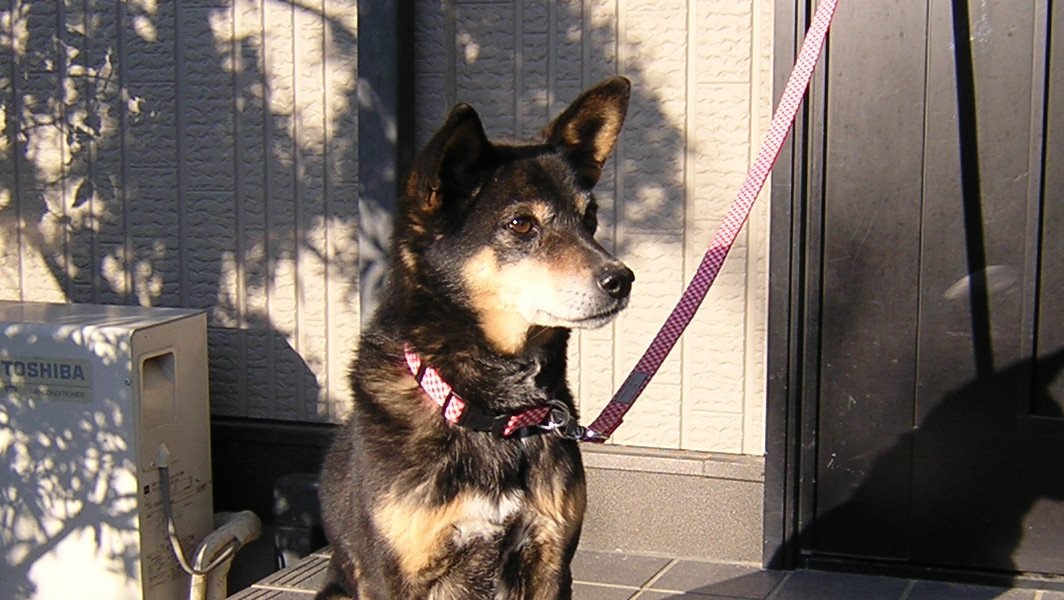 RYO2285's tweet photo. 以前飼っていた愛犬で一番のおりこうさん
18年間も我が家を守った伝説のお庭番
この仔は4年前に虹の橋を渡りました https://t.co/ZXuRniL7NP