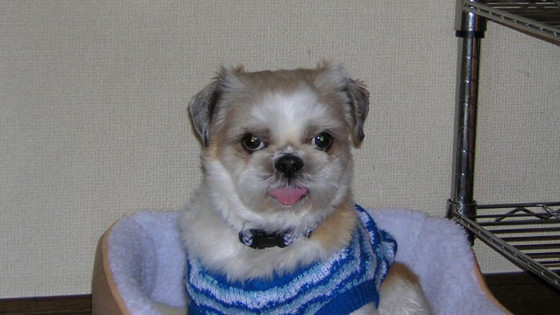 RYO2285's tweet photo. もうひとり以前に飼っていた仔
訳あって10数年うちで過ごしていました
そんな彼もいまは・・・ https://t.co/fEixZ3VBU4