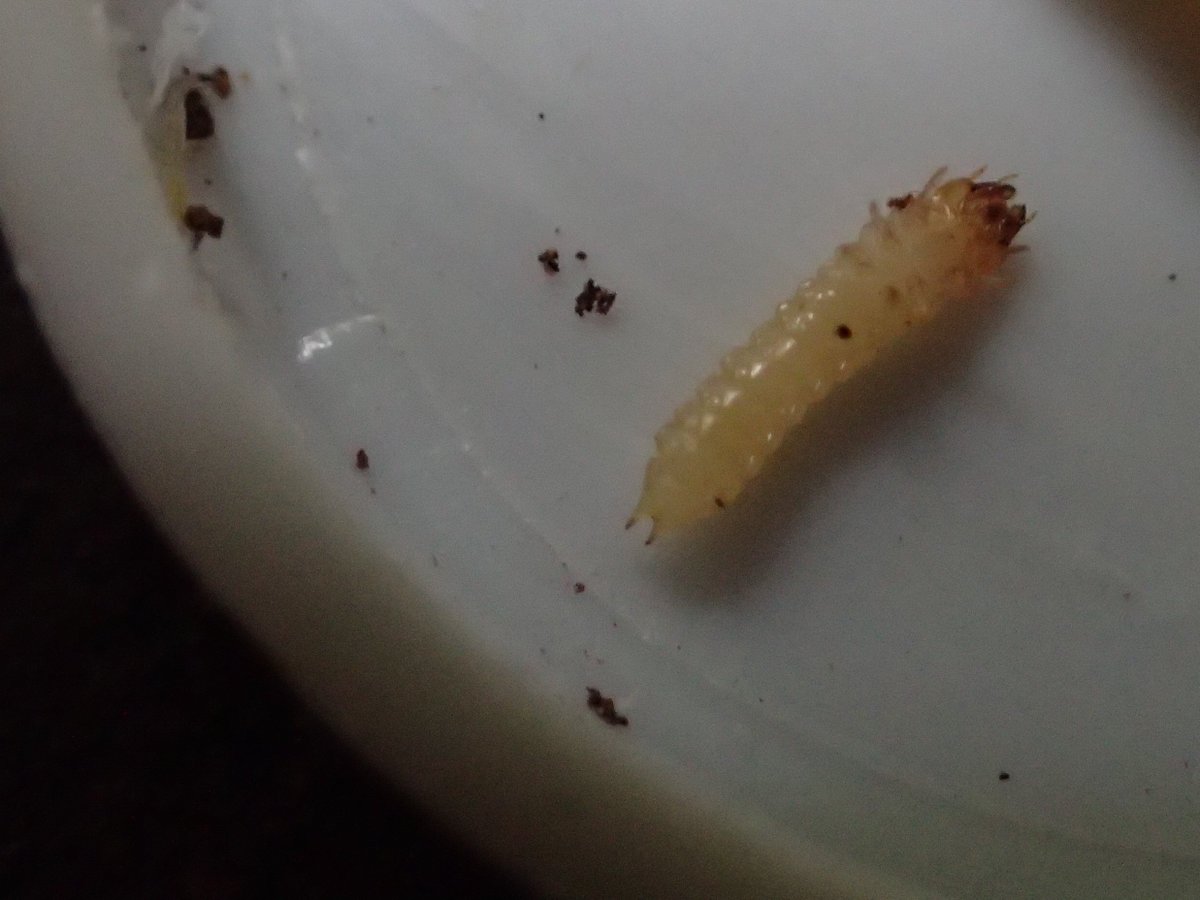 bark_bugs's tweet photo. Could this be a bark beetle larva? #ENVB222 #InsectID #beetle #Nathist https://t.co/kJj1V0VfO4