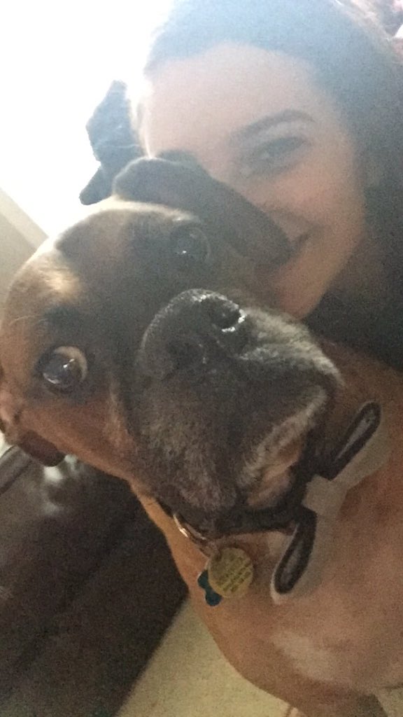 tagtheboxer's tweet photo. Human girl finally got a picture of me on my good side. But let's be real all of my sides are my good sides p https://t.co/UeFUrmQTsz